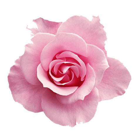 Pink Flower Transparent Background, Aesthetic Icons Png Transparent Pink, Transparent Flowers Png, Pink Rose Icon, Pink Transparent Png, Pink Roses Aesthetic, Pink Flower Png, Editing Pngs, Pink Rose Png