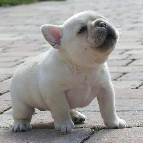 Frenchy Puppies, Pibble Puppies, Baby Frenchie, Baby Polar Bears, Bulldog Francese, Frenchie Puppy, Cute French Bulldog, French Bulldog Puppy, French Bulldog Puppies