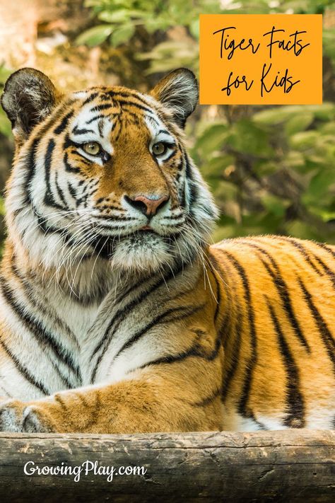 Tiger Facts For Kids, Types Of Tigers, Tiger Habitat, Largest Domestic Cat, Animal Facts For Kids, Tiger Facts, Cool Tiger, Domestic Cat Breeds, Baby Tigers