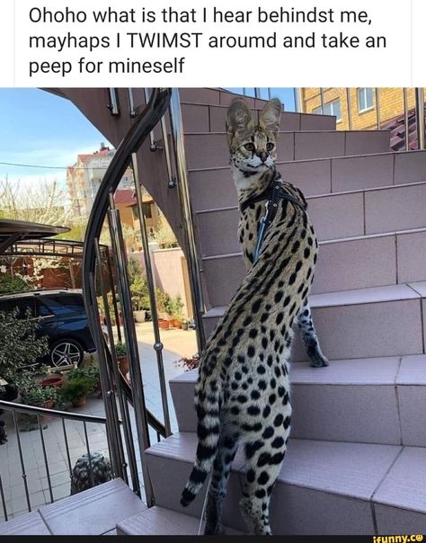 Serval Cats, Cat Anatomy, Cat Meme, Funny Cat Memes, Funny Animal Memes, Animal Jokes, Funny Animal Pictures, Maine Coon, Cute Little Animals