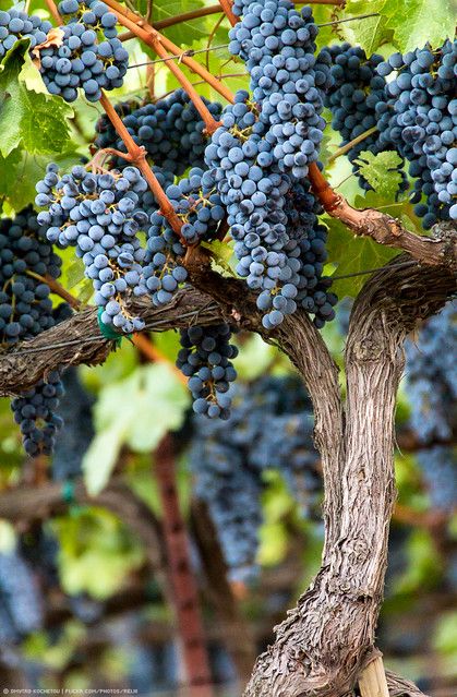 Grape Tree, Wine Vineyards, Italy Wine, Secret Diary, Fruit Photography, Growing Grapes, Purple Home, Beautiful Fruits, Growing Fruit