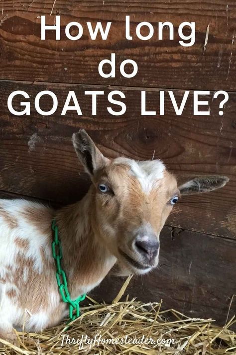 Goats Shelter, Goat Hacks, Goat Farming Ideas, Goat Tips, Goat Photos, Pig Raising, Goat Keeping, Fiber Farm, Breeding Goats