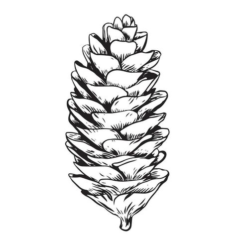 Sketch hand drawing pine cone on tree branch with needles on white background. Christmas hand drawn fir cone. Conifer cone on the tree, cedars, firs, hemlocks, larches, pines or spruces. White Background Christmas, Conifer Cone, Fir Cones, Background Christmas, Pine Needles, Hand Drawing, Free Vectors, Tree Branch, Pine Cone