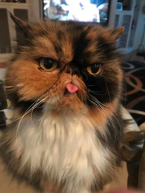 Orange Persian Cat, Teacup Persian Cats, Grump Cat, Cutest Kittens Ever, Flat Faced Cat, Dream's Cat, Cat Faces, Persian Cats, Exotic Shorthair