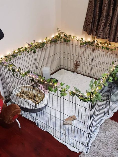 Dogs Cage Ideas Indoor, Bunny Gate Indoor, House Rabbit Ideas, Cute Bunny Cage Ideas Indoor, Rabbit Pen Setup, Rabbit Area Indoor, Bunny Indoor Habitat, Animal Cage, Bunny Play Pen Ideas