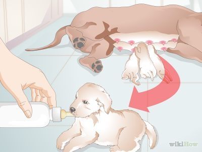 How to Feed Newborn Puppies -- via wikiHow.com Bottle Feeding Puppies, Newborn Puppy Care, Weaning Puppies, Feeding Puppy, Newborn Puppy, Puppy Formula, Puppy Kennel, Whelping Box, Newborn Puppies