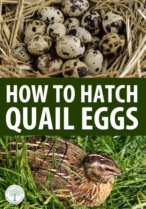 All you need to know to get started raising quail: advantages, disadvantages, incubating, rotating the eggs, brooding quail chicks, and much more. #quail #homesteading Quail Incubator, Quail Chicks, Quail Pen, Raise Quail, Como Plantar Pitaya, Quail Coop, Small Homestead, Homesteading Animals, Chicken Incubator