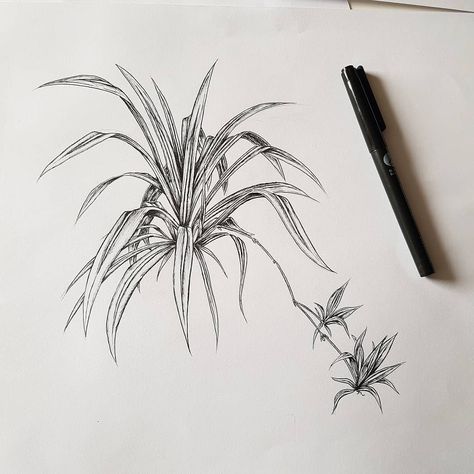 Shop Mural, Wildflower Drawing, Plant Sketches, Work Illustration, Spider Plant, Start Drawing, Plant Tattoo, Botanical Tattoo, Plant Shop