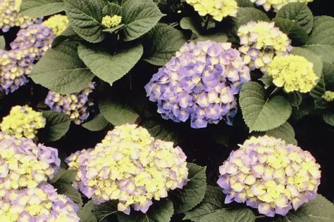 In a warm, Mediterranean climate, most hydrangeas don't need to be pruned every year. But... West Side Of House Landscaping Ideas, West Side Of House Landscaping, Plants For West Side Of House, Drought Tolerant Shrubs, Summer Hydrangea, Colorful Shrubs, West Facing House, Mediterranean Climate, Landscaping Around House