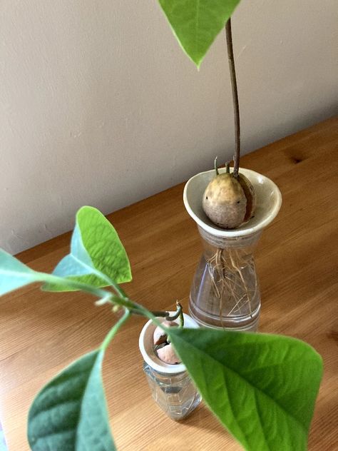 #ceramic #plantceramic #ceramicavocadoholder #handmadeseedholder Ceramic Propagation Station, Botanical Ceramics, Plant Pottery, Plants Vase, Plant Vessels, Wabi Sabi Ceramics, Avocado Plant, Propagation Station, Avocado Seed