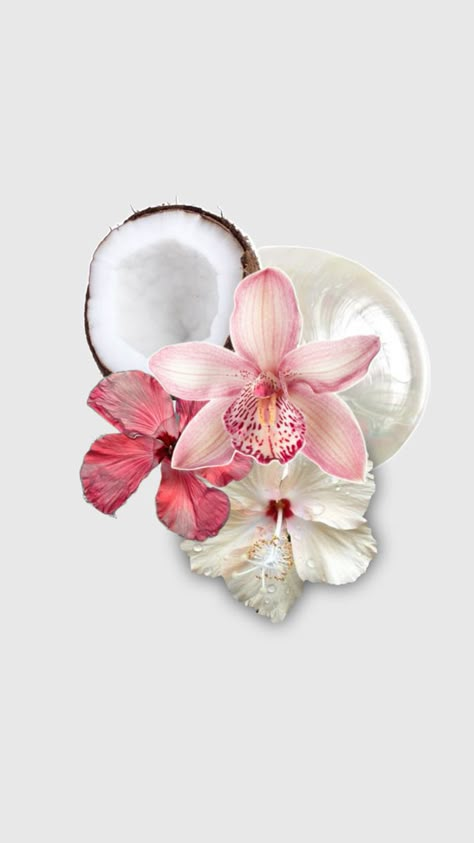 Coconut Flower, Instagram Graphics, Cute Laptop Wallpaper, Iphone Wallpaper Fall, Iphone Homescreen Wallpaper, Iphone Wallpaper Photos, Ios Wallpapers, Buy Iphone, Pretty Wallpaper Iphone