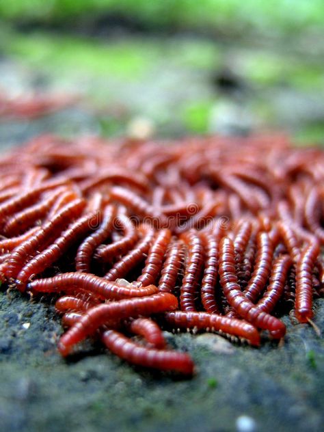 Red Worms. Crawling all over the place , #AD, #Worms, #Red, #place, #Crawling #ad Red Place, Red Worms, Earthworms, Luxury Bedroom Master, Urban Farming, Bugs, Stock Images, Red, Bugs And Insects