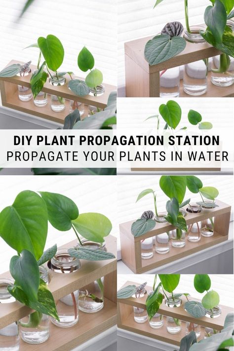 A DIY plant propagation station is a cute way to display plants while propagating them in water. The glass tubes also help you monitor root development! #plantpropagation #propagationstation Plant Propagation Display, Water Propagation Station, Propagating Station Diy, Propergation Station Diy, Diy Propagation Station Ideas, Propagation Station Ideas, Diy Plant Propagation Station, Cool Plant Pots, Propagating Station