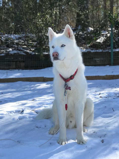 German Shepard Husky Mix, Husky Images, White Husky, Husky Funny, Siberian Huskies, Husky Mix, Fluffy Dogs, Siberian Husky, Beautiful Dogs