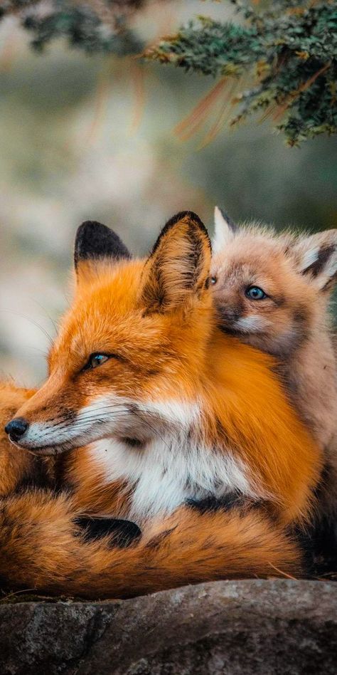 Regard Animal, Canadian Wildlife, Fox Pictures, Foxes Photography, Animal Illustrations, Pet Fox, Cute Fox, Red Fox, Sweet Animals