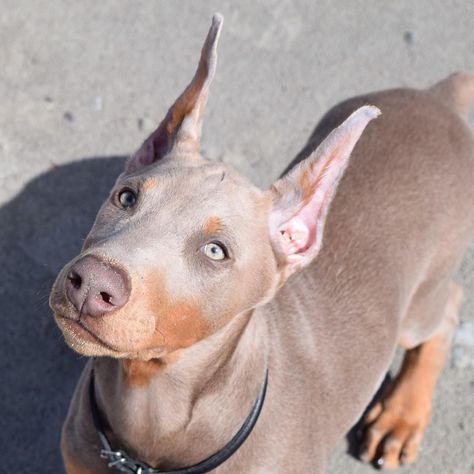 #Doberman #Fawn #DobermanPinscher Tan Doberman Pinscher, Doberman Different Colors, Isabella And Tan Doberman, Doberman Pinscher Colors, Fawn Doberman Puppy, Doberman Pinscher Fawn, Blue Doberman Pinscher, Fawn Doberman Pinscher, Isabella Doberman