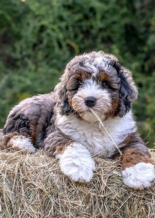 F1b Mini/Medium Bernedoodle Merle Tricolor Mini Bernedoodle Merle, F1b Mini Bernedoodle, Micro Mini Bernedoodle Full Grown, Micro Bernedoodle Full Grown, Merle Bernedoodle Full Grown, Bernedoodles Mini, Medium Bernedoodle, Bernadoodle Haircuts, Sheepadoodle Mini