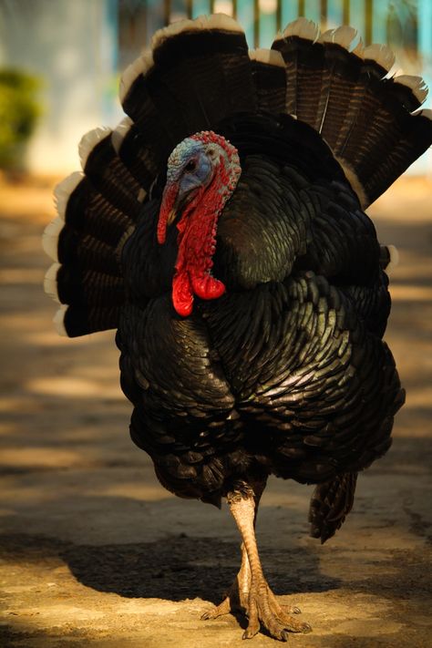 Turkey Animal Photography, Turkey Animal, Turkey Breeds, Farming Land, Wild Chicken, Turkey Farm, Turkey Bird, Turkey Art, Turkey Photos