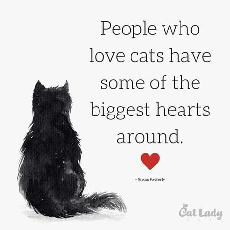 Cat Love Quotes, Cats Quotes, Quotes Heart, Image Chat, A Black Cat, Cat People, Cat Facts, Cat Quotes, Cat Person