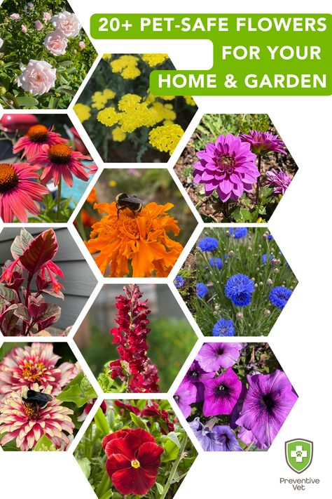 20+ Pet-Safe Flowers for Your Home and Garden Pollinator Flower Bed, Toxic Flowers For Dogs, Pet Friendly Perennials, Safe Plants For Dogs, Plants That Are Safe For Dogs, Pet Safe Garden Plants, Pet Friendly Garden Plants, Pet Safe Outdoor Plants, Non Toxic Plants For Dogs