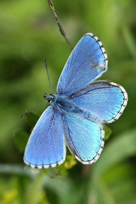 Most Beautiful Butterfly, Love Butterflies, Butterfly Photos, Blue Butterflies, Beautiful Bugs, Butterfly Pictures, Birds And Butterflies, Butterfly Kisses, Arthropods