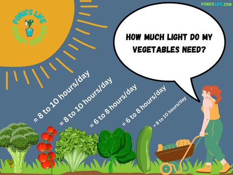 This article provides a complete, detailed list of sunlight hours and requirements for commonly grown vegetables using an easy-to-read chart. Aeroponics Diy, Home Hydroponics, Aquaponics Diy, Light Cycle, Thriving Garden, Hydroponics System, Fruit Garden, Hydroponics, Sun