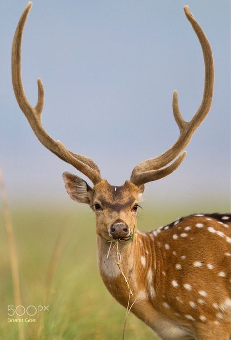 Deer species with long slender antlers that remain spotted as adults. Native to the Indian subcontinent. (aka Chital) Chital Deer, Asiatic Elephant, Axis Deer, Spotted Deer, Jim Corbett National Park, Deer Species, Jim Corbett, Deer Buck, Deer Stags