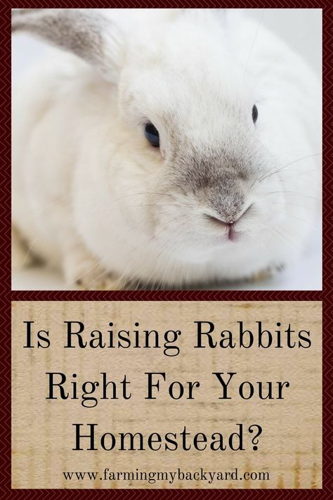 Is Raising Rabbits Right For Your Homestead? Raising Meat Rabbits, Keeping Rabbits, Guinea Hens, Raising Rabbits For Meat, Urban Farms, Rabbit Farm, Meat Rabbits, Raising Rabbits, Homestead Farm