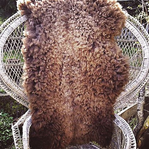 Tanning Sheepskins | “I Would Sleep On This" Dorper Sheep, Hide Tanning, Diy Tanning, Tanning Hides, How To Tan, Leather Tanning, Homestead Farm, Animal Hide, Emergency Preparation