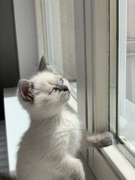 Grace Animal, Blue Point Cat, Beach Cat, Board Manifestation, Blue Point, Baby Lovey, Baby Kittens, British Shorthair, Ragdoll Cat