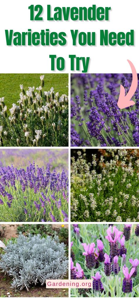 Types Of Lavender Plants, Indoor Lavender Plant, English Lavender Plant, Lavender Potted Plant, Lavender Plant Care, Lavender Types, How To Propagate Lavender, Lavender Varieties, Spanish Lavender