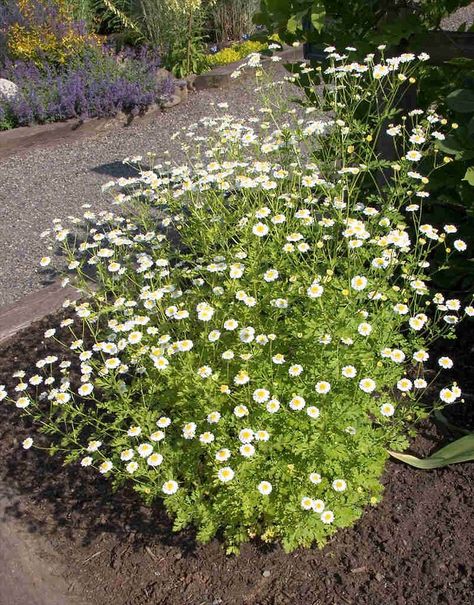 Tanacetum Parthenium, White Perennials, New England States, Mediterranean Garden, Types Of Flowers, Garden Styles, Garden Center, Chrysanthemum, Botany