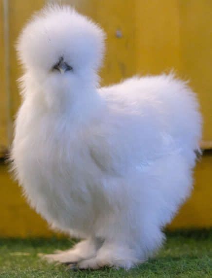 Chickens Breeds, Pet Chickens Breeds, Pet Aesthetic, Cute Animal Character, Pet Chicken, Animal Aesthetic, Silkie Chickens, Chicken Breeds, Pet Chickens