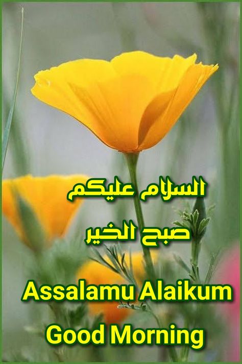 Good Morning Asalaamu Alaikum Good Morning, Walaikum Assalam, Assalamualaikum Image, Assalamu Alaikum, Good Morning Coffee, Islam Quran, Verse Quotes, Morning Coffee, Verses