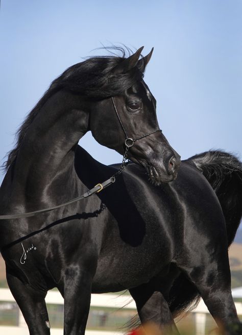 Akhal-teke, Cai Arabi, Maple Farm, Black Arabian Horse, Beautiful Arabian Horses, Black Stallion, Black Horses, Most Beautiful Horses, Most Beautiful Animals