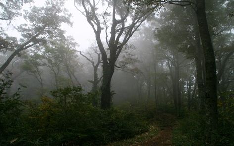 Foggy Forest Photos 1920x1200 Nature. Dark Wood Wallpaper, Nature Desktop Wallpaper, Dark Wood Background, Cottagecore Wallpaper, Dark Naturalism, 1920x1200 Wallpaper, Dark Forest Aesthetic, Rain Wallpapers, Cute Laptop Wallpaper