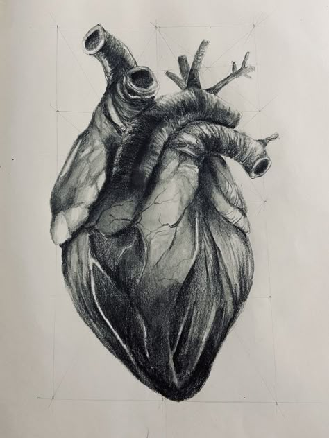 Heart Charcoal Drawing, Anatomical Heart Sketch, Heart Organ Tattoo, Heart Pencil Drawing, Anatomical Heart Drawing, Anatomical Drawings, Human Heart Drawing, Skeletal Structure, Biro Drawing