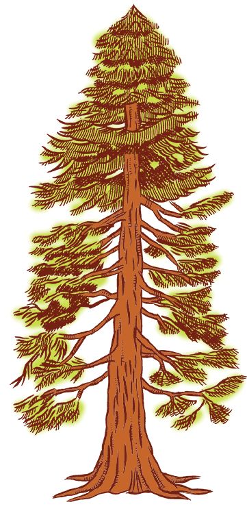 California Redwood Tattoo, Sequoia Drawing, Redwood Tree Drawing, Sequoia Tattoo, Sequoia Tree Tattoo, Redwood Tree Tattoo, Redwood Tattoo, Sequoia Sempervirens, Tree Clip Art