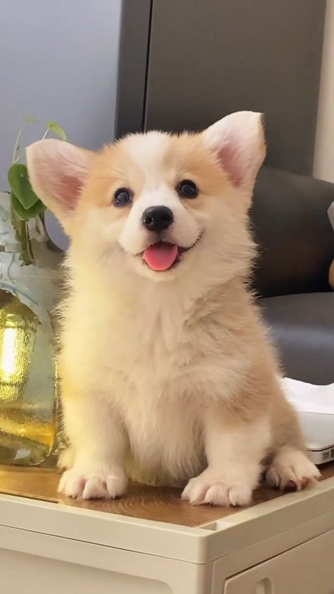 Baby Corgi, Cute Corgi Puppy, Puppies Cute, Welsh Corgi Puppies, Very Cute Puppies, Cute Animals Puppies, Very Cute Dogs, Feeling Pretty, Cute Little Puppies