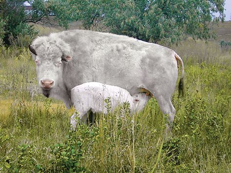 A White Buffalo or White Bison is an American bison possessing white fur, and is considered sacred or spiritually significant in several Native American religions; therefore, such buffalo are often visited for prayer and other religious rituals. The coats of buffalo are almost always brown and their skin a dark brown or black; however, white buffalo can result from one of several physical conditions: they may be albinos, they may be leucistic with white fur but blue eyes, instead of the pink see White Bison, Rare Albino Animals, Buffalo Animal, White Animals, Albino Animals, American Bison, Mule Deer, Rare Animals, Manx