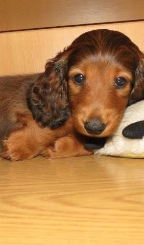 Dachshund Stuff, Dachshund Puppy Long Haired, Weiners, Long Haired Dachshund, Weenie Dogs, Mini Dachshund, Dachshund Puppies, Dachshund Love, Weiner Dog