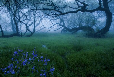 Forest Core, Dark Nature, Dark Green Aesthetic, Dark Paradise, Magic Forest, Nature Aesthetic, Enchanted Forest, Pretty Places, Green Aesthetic