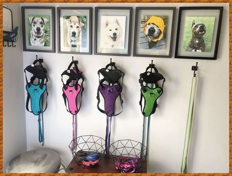 Pet Supply Organization, Dog Room Design, Organized Entryway, Creative Storage Ideas, Pet Supplies Organization, Refresh Home, Dog Room Decor, Mischievous Cat, Dog Bedroom