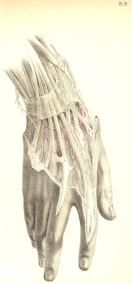 Andreas Vesalius, Medical Drawings, Hand Anatomy, Human Anatomy Art, Anatomy Sketches, Drawing Faces, Medical Anatomy, Vintage Medical, Medical Art