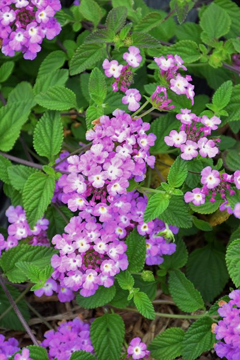 Trailing Lantana, Low Water Gardening, Fast Growing Plants, Attract Butterflies, Low Maintenance Plants, Types Of Soil, Drought Tolerant, Container Plants, Belfast