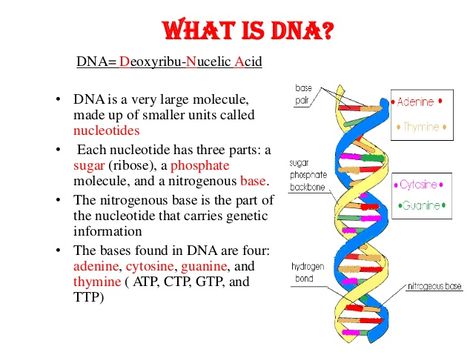 A biological data storage device of a human body, only billionths time smaller than a computer hard disk in physical size and billionths time larger in storage capacity #what is dna #what are dna & replication #dna #dna function #dna definition What Is Dna, What Is Biology, Neet Study, Cell Biology Notes, Biology Book, Biochemistry Notes, Bio Notes, Biology Diagrams, Financial Apps