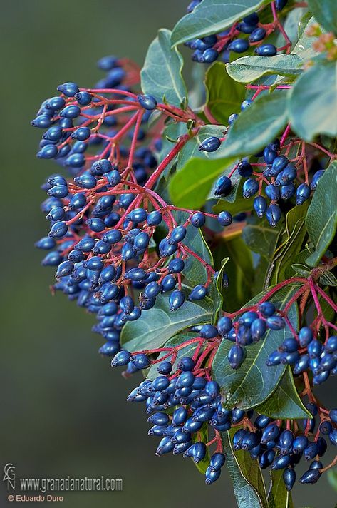 Viburnum tinus, metallic blue berries Boutonnière Ideas, Ornamental Shrubs, British Winter, August Flowers, Hedging Plants, Berry Plants, Garden Stairs, Berry Bushes, Flower Arrangements Simple