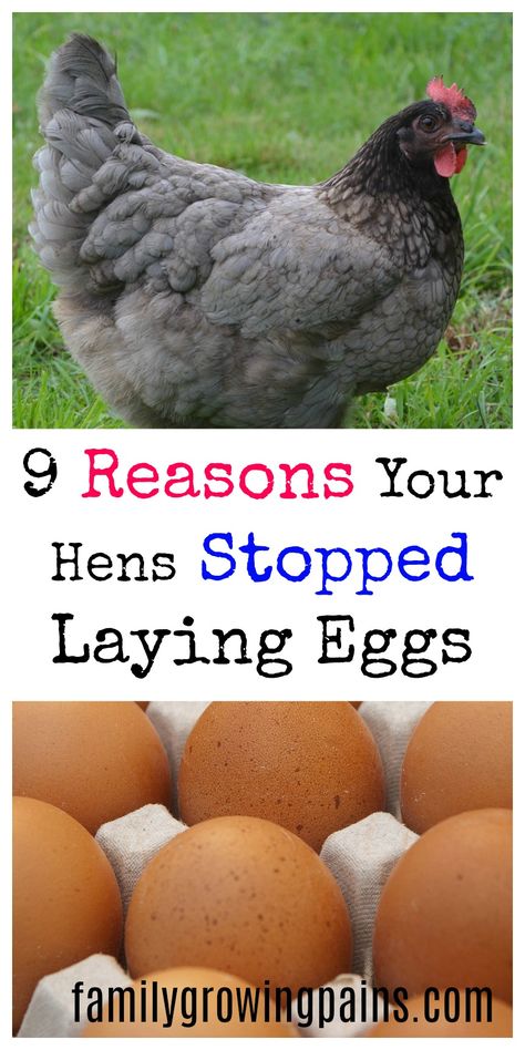 Did your hens stop laying eggs? There are 9 reasons stop or slow down their egg production! Meat Chickens Breeds, Chickens Breeds, Best Laying Chickens, Laying Chickens Breeds, Chicken Raising, Growing Broccoli, Hatching Chickens, Best Egg Laying Chickens, Chicken Incubator