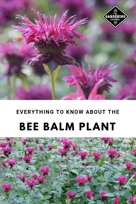 Shade Flowers Perennial, Part Shade Perennials, Red Perennials, Bee Balm Plant, Summertime Flowers, Bee Balm Flower, Spring Planters, Partial Sun Perennials, Perennial Garden Plans