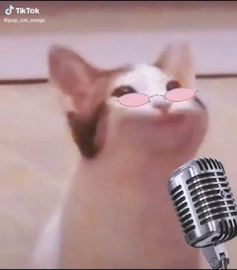 Singing Meme, Japanese City Pop, Cats Singing, Cat Singing, Japanese City, City Pop, Singing, Memes, On Instagram